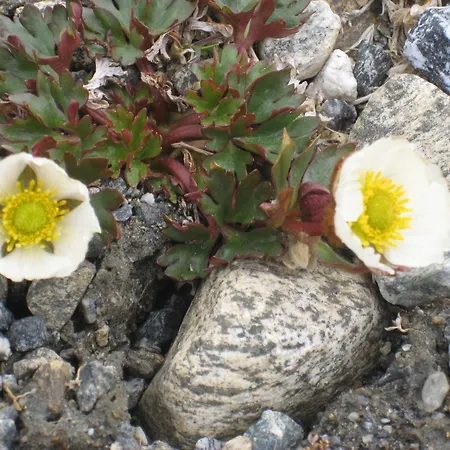 Hakkesetstolen Lodge Geilo